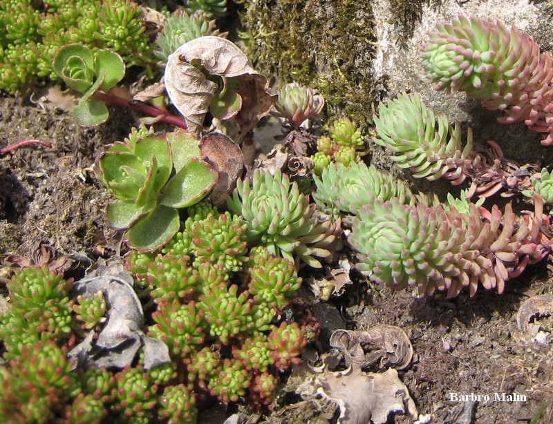 V�xter p� stenmur