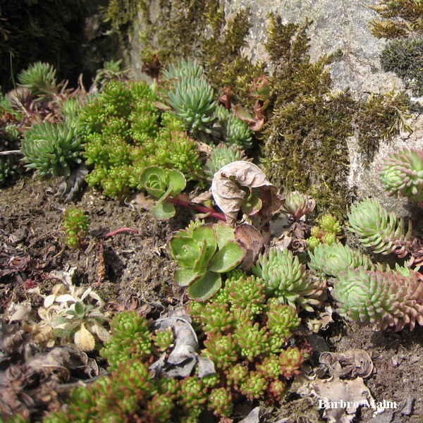 V�xter p� stenmur