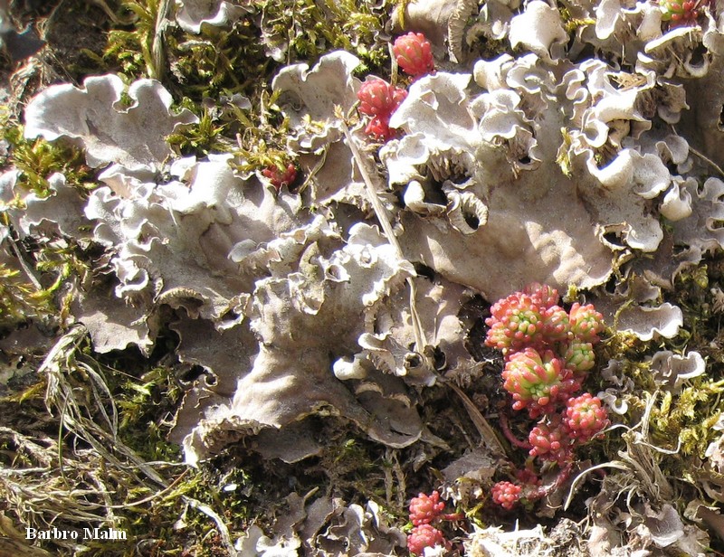 V�xter p� stenmur