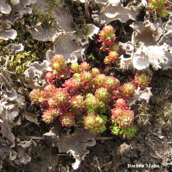 V�xter p� stenmur