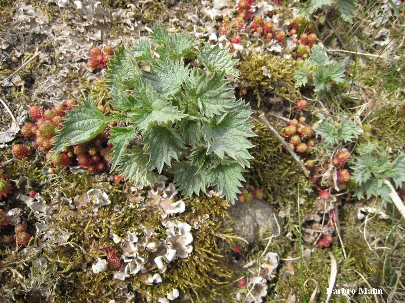 N�sslor p� stenmur