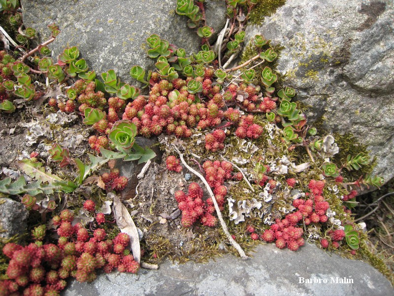 V�xter p� stenmur