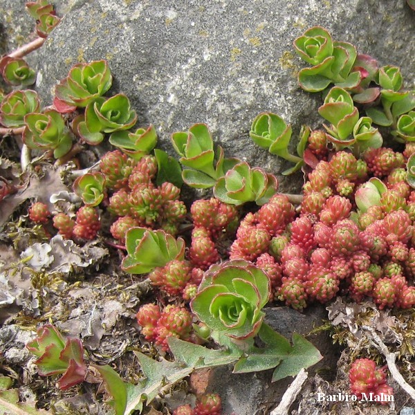 V�xter p� stenmur