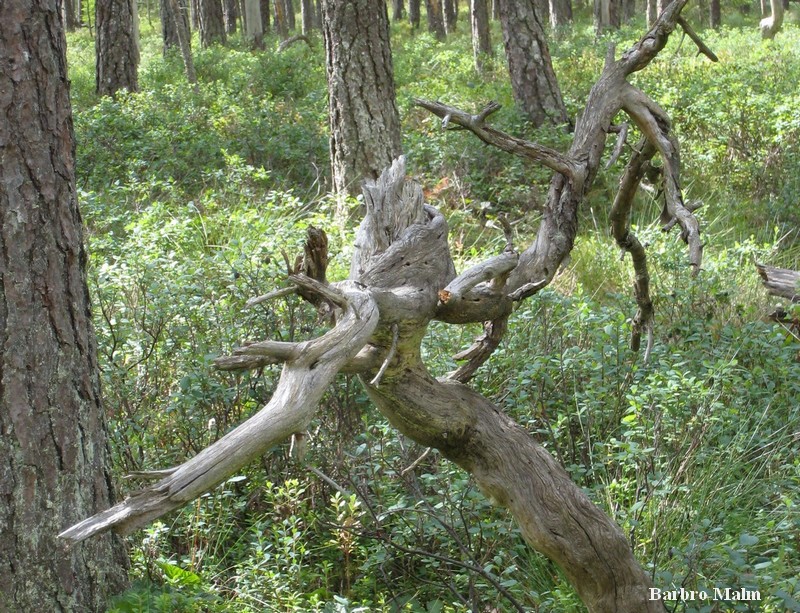 Naturstig vid Em�n