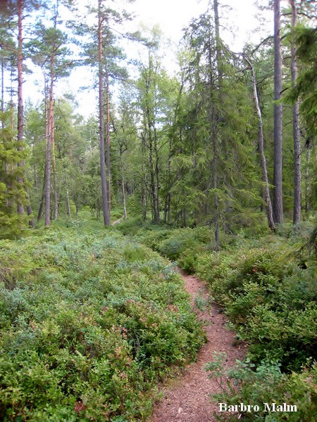 Naturstig vid Em�n