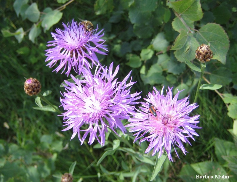 L�nghorning p� r�dklint