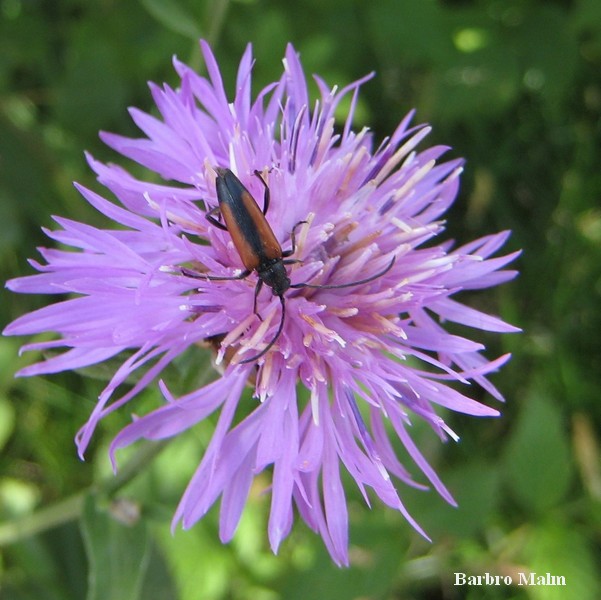 L�nghorning p� r�dklint