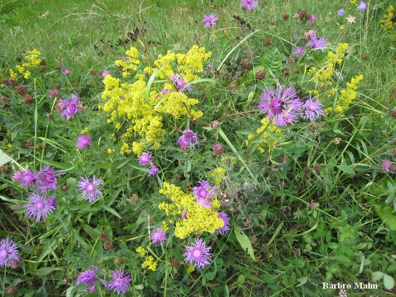 Gulm�ra och r�dklint