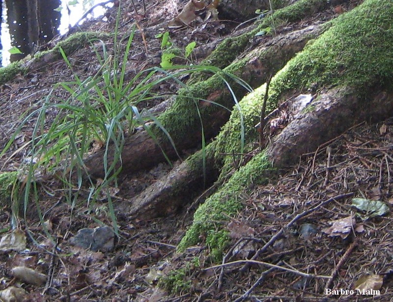 Naturstig vid Em�n