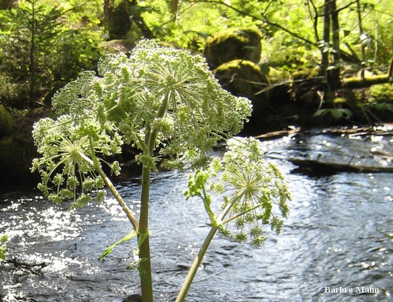 Naturstig vid Em�n