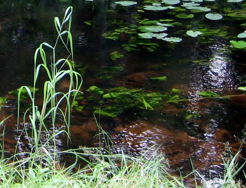 Naturstig vid Em�n