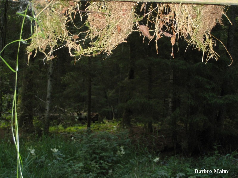 Naturstig vid Em�n