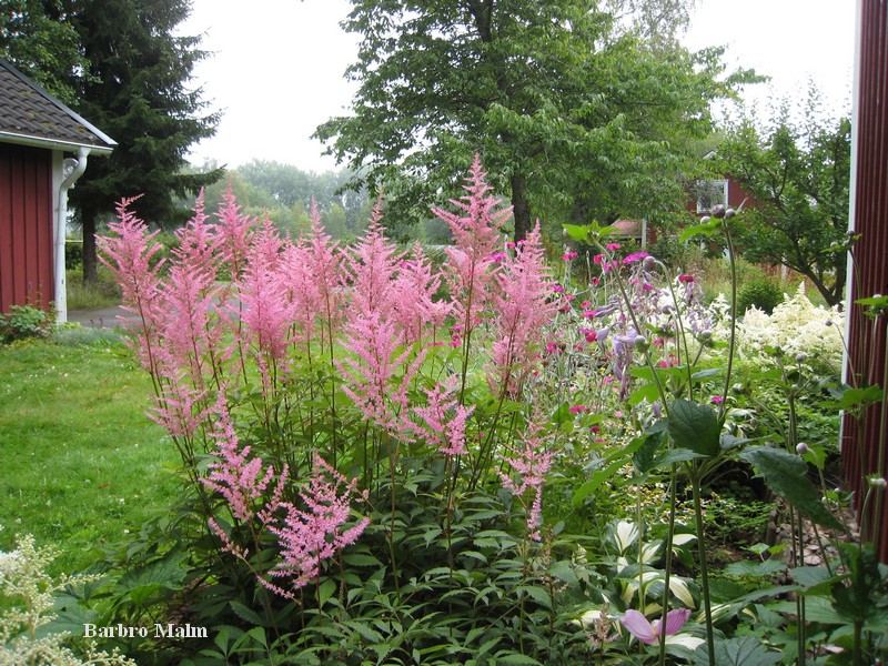 Astilbe