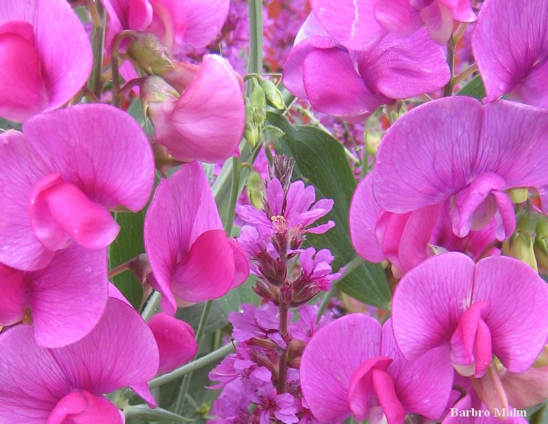 Vial och fackelblomster