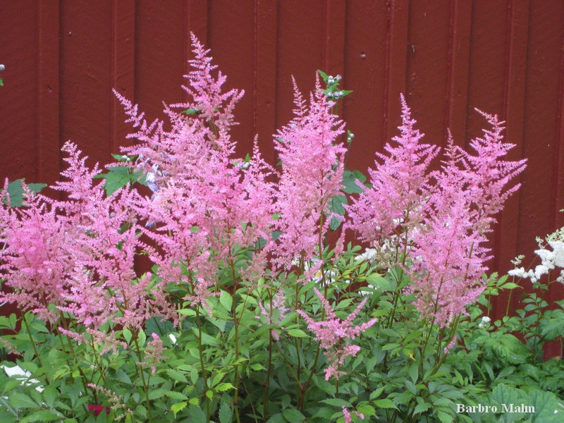 Astilbe