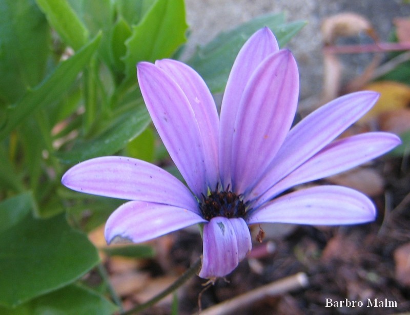 Blomma
