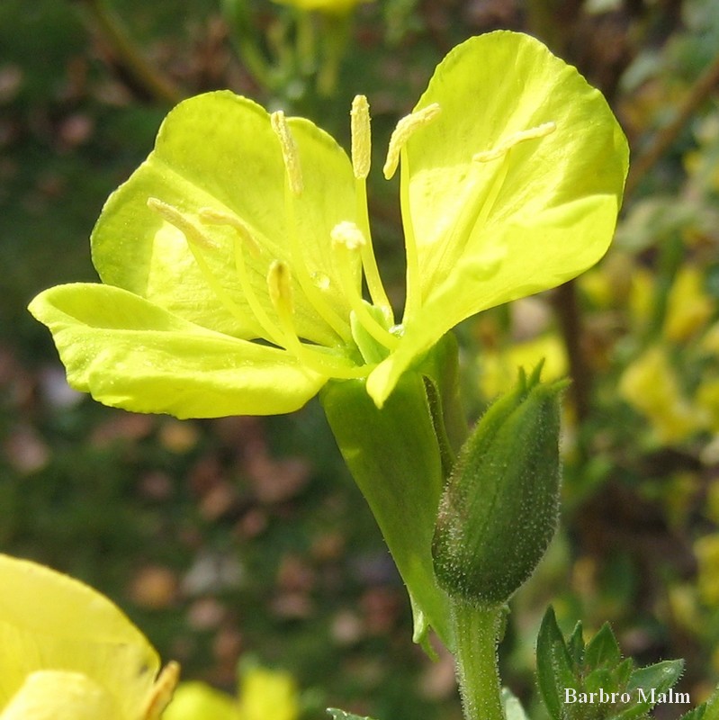 J�ttenattljus