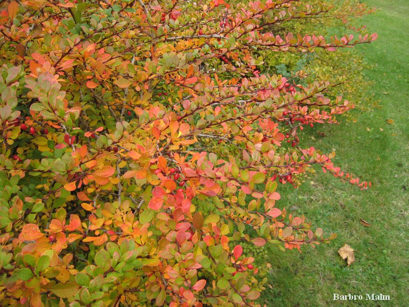 Berberis