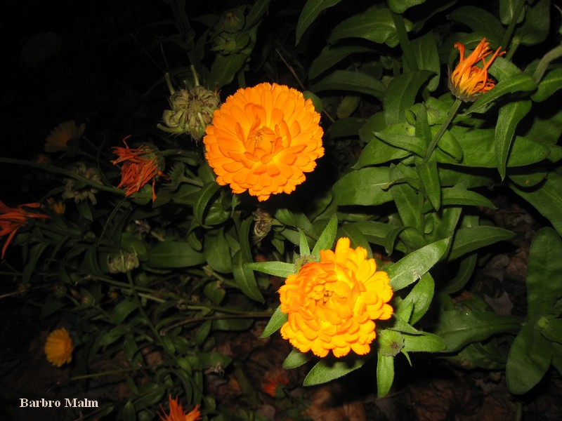 Ringblommor