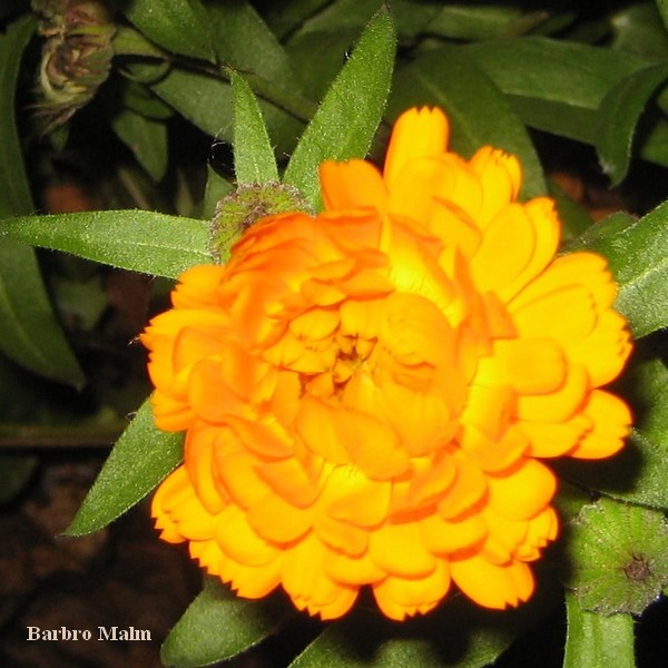 Ringblomma