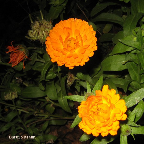 Ringblommor