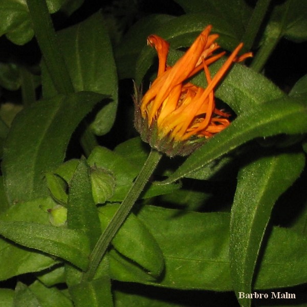 Ringblomma