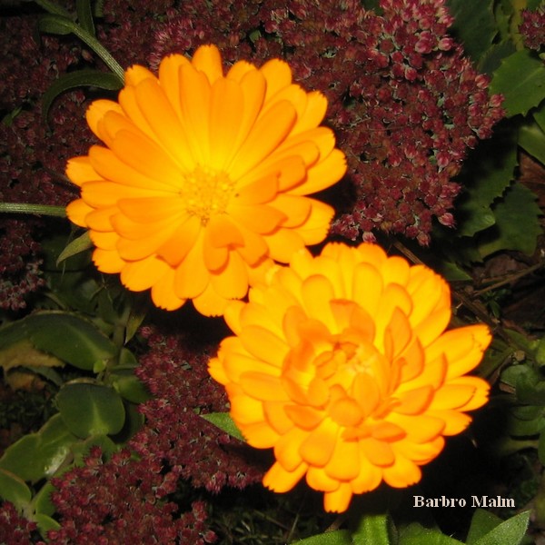 Ringblommor