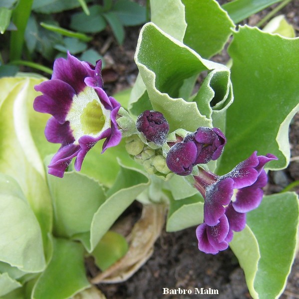 Bl� aurikel