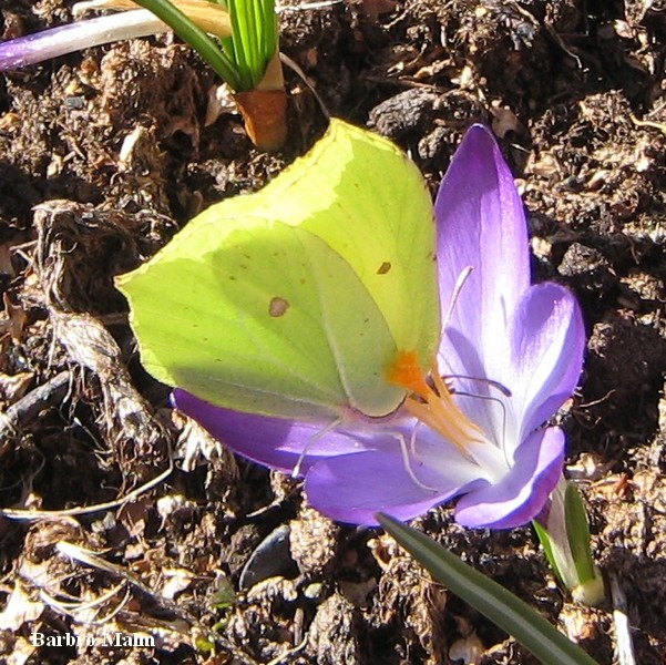 Citronfj�ril p� krokus