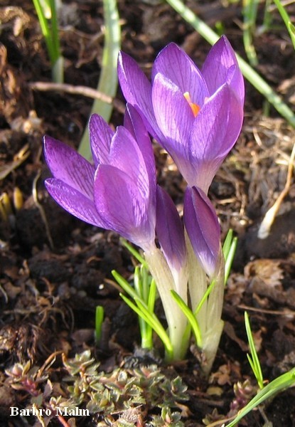 Krokus