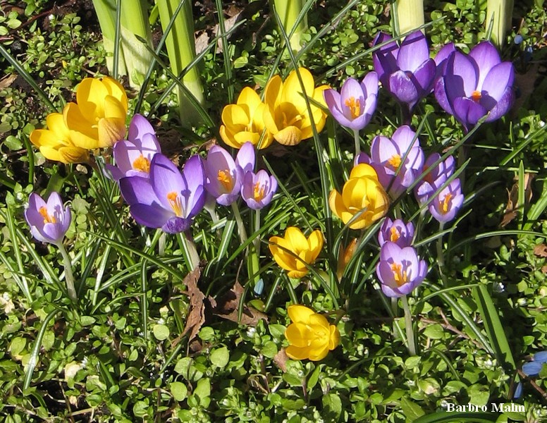 Krokus