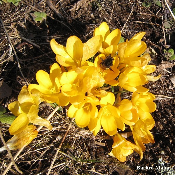 Humla p� krokus