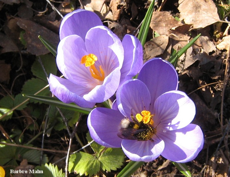 Humla p� krokus