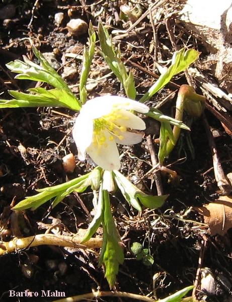 Vitsippa
