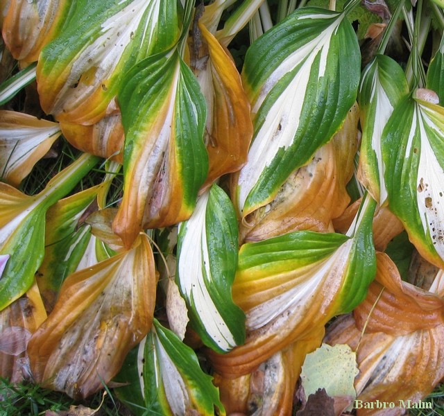 Funkia (hosta)