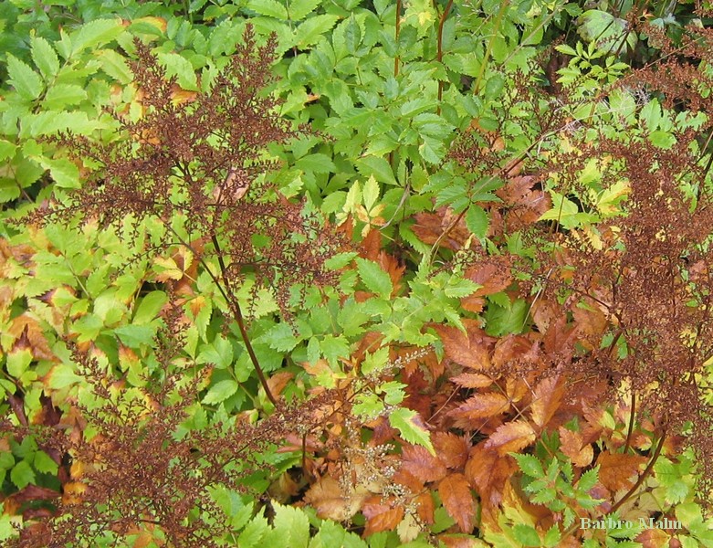 Astilbe