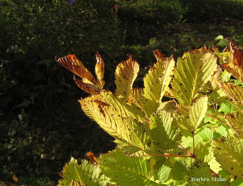 Plymspirea