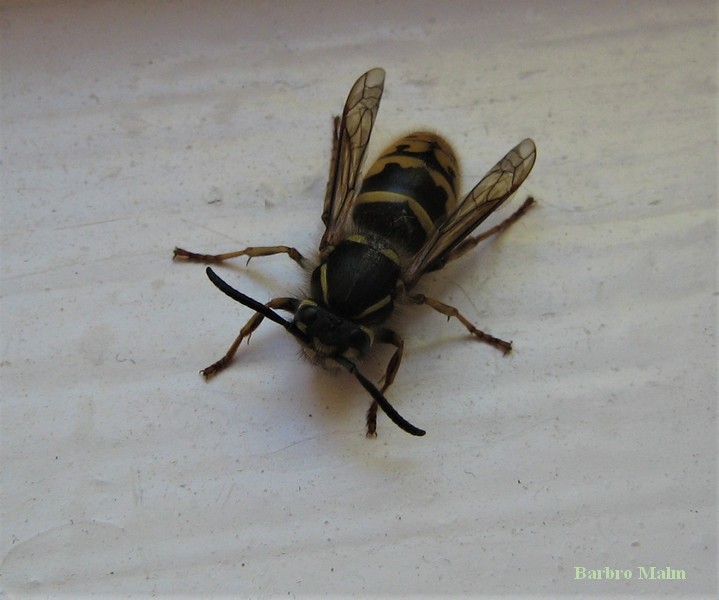 Getingdrottning