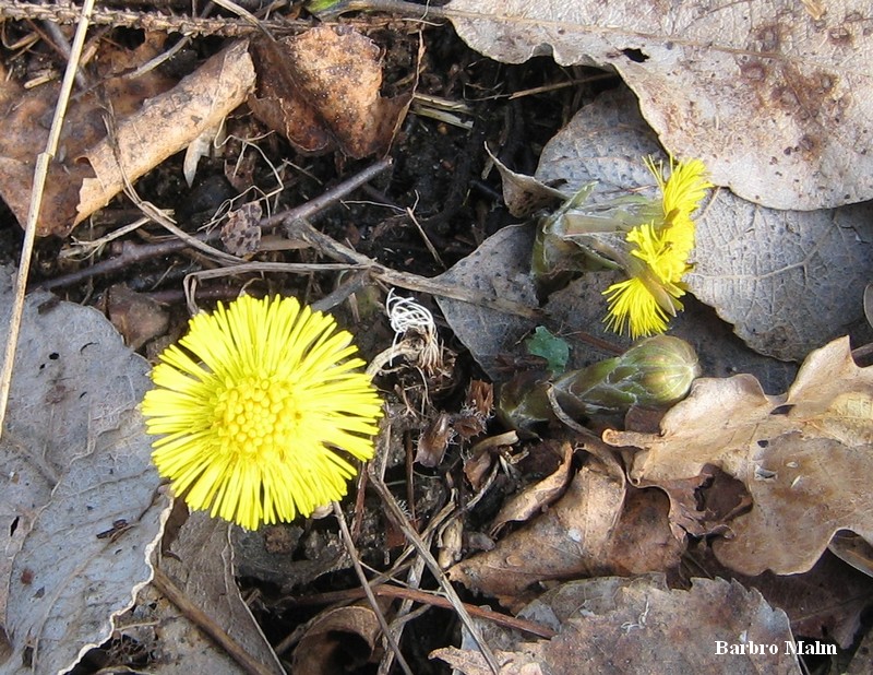 Tussilago