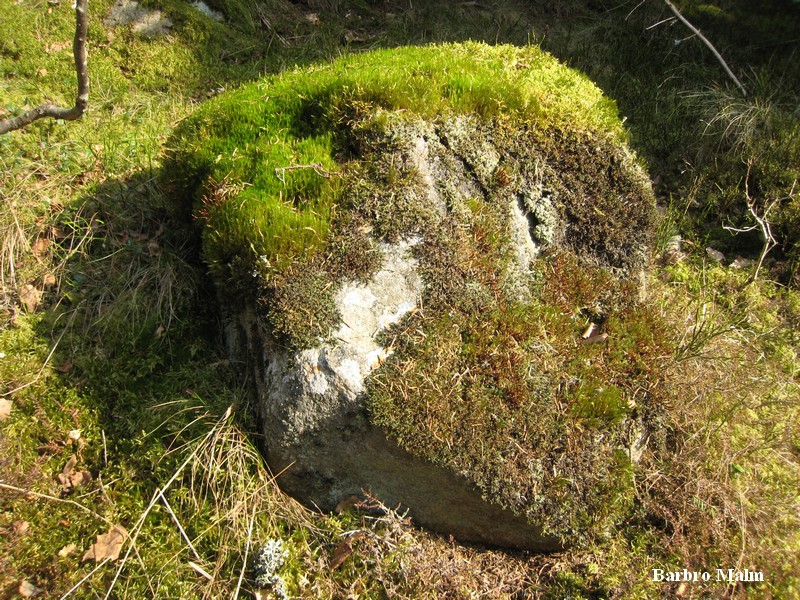 Mossbelupen sten