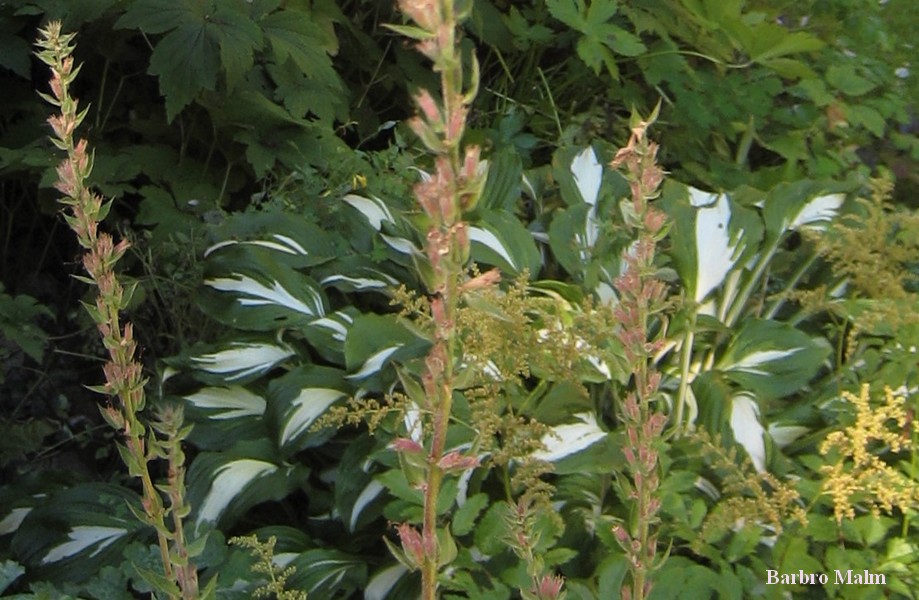 Hosta i rabatt