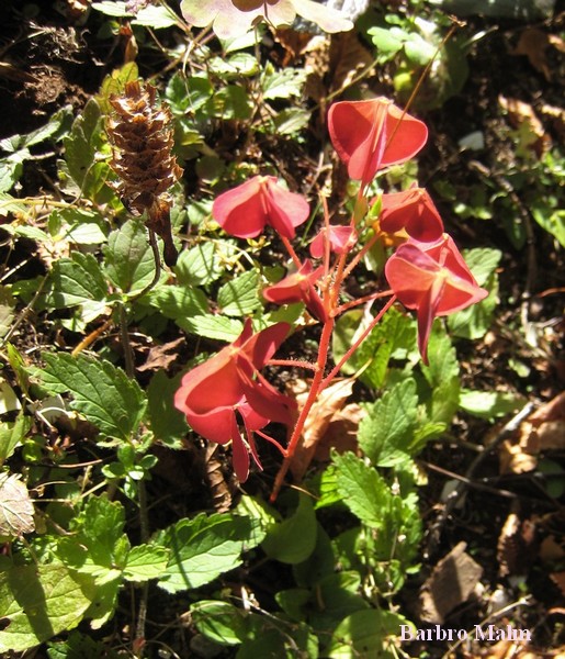Oxalis