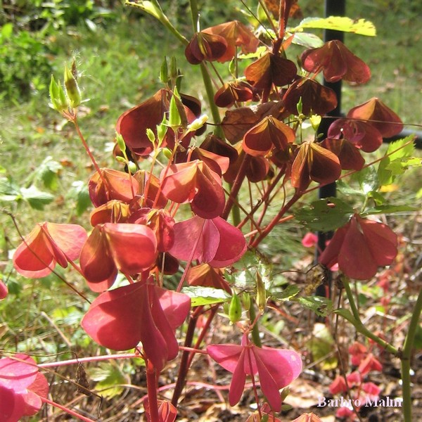 Oxalis