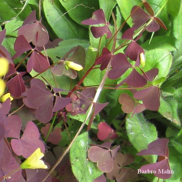 Oxalis