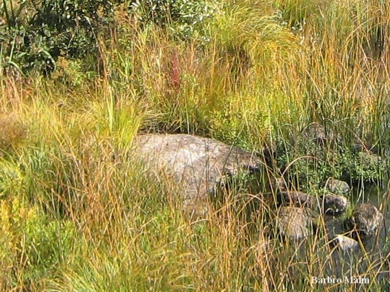 Sten vid Bulsj��n