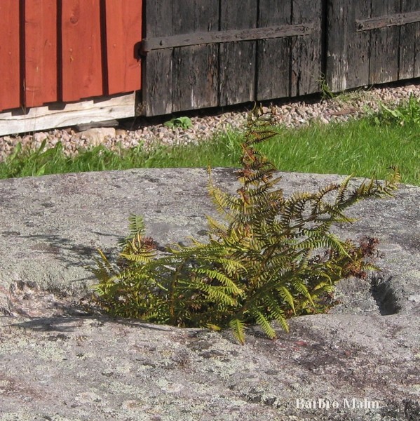 Ormbunke i kvarnsten