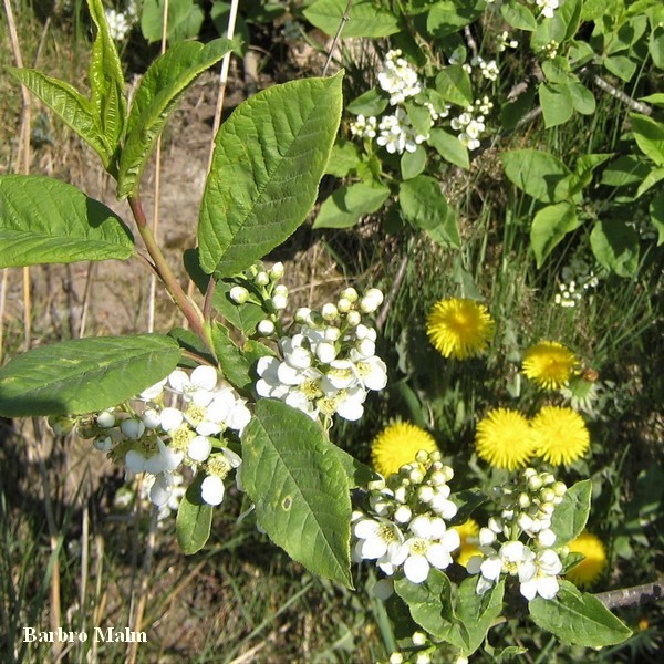 H�gg och maskrosor