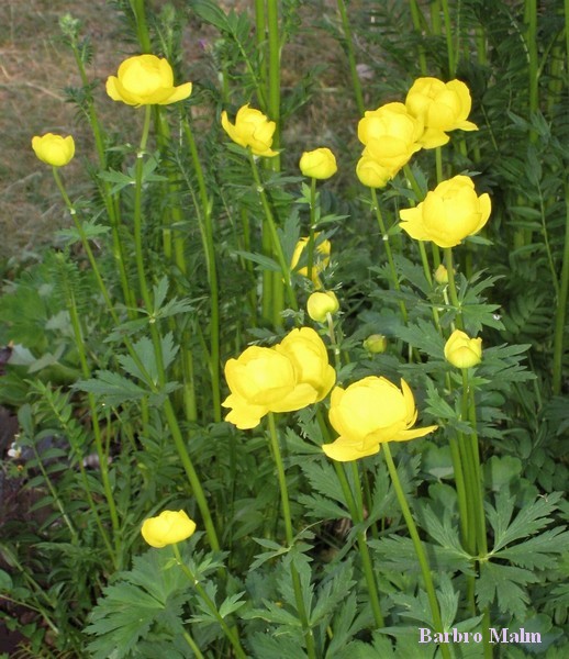 Sm�rbollar (Trollius europaeus)