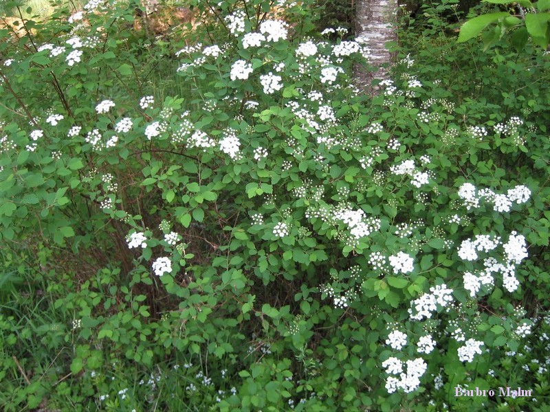 Spirea