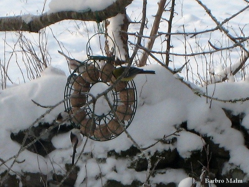 Stj�rtmesar och talgoxe